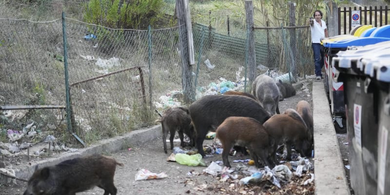 Obyvatelé Říma se potýkají s divočáky, kteří hledají potravu v odpadcích.