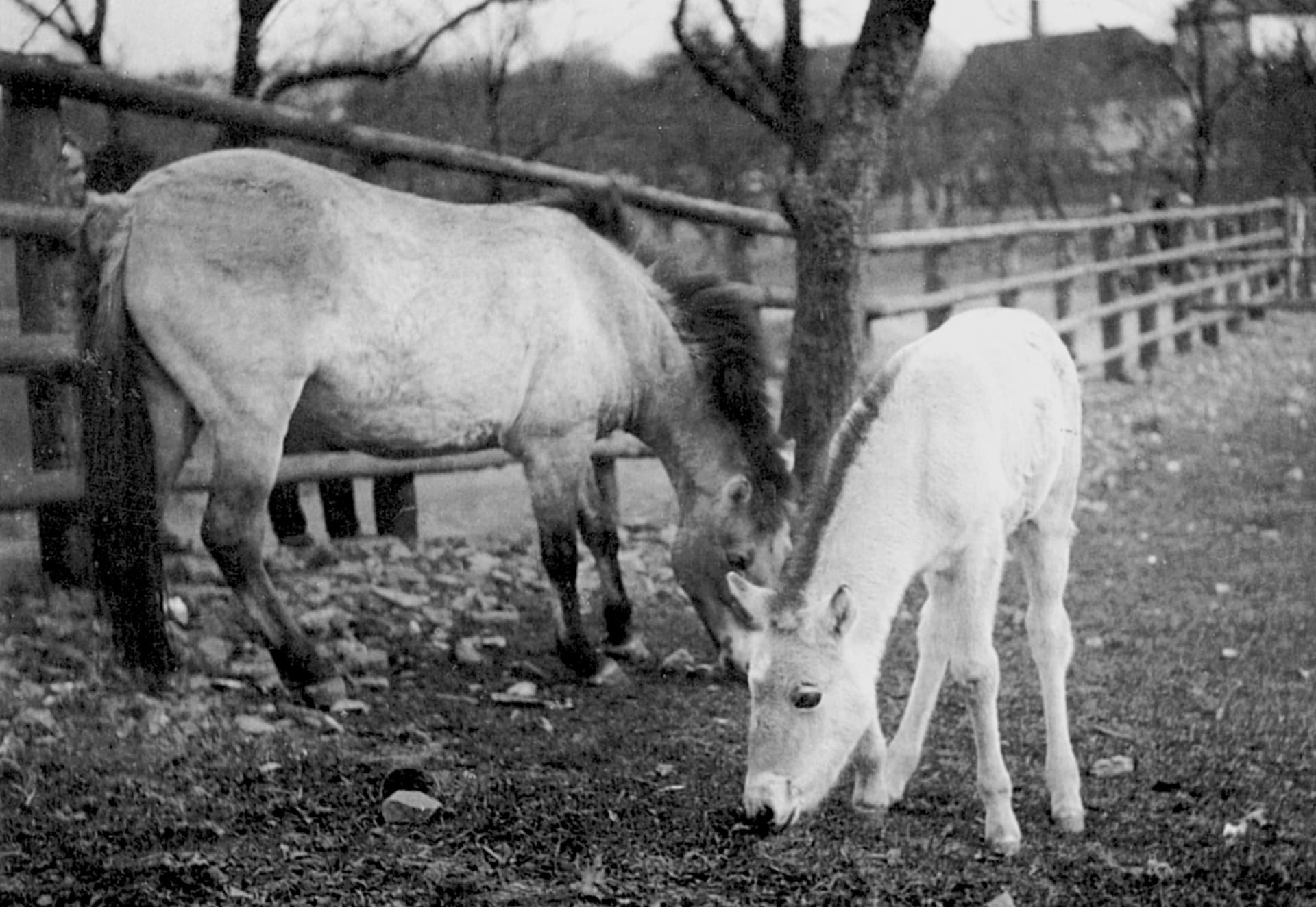 Koně Převalské Minka a Heluš. Právě toto zvíře se stalo znakem pražské zoo. (zdroj: archiv Zoo Praha)