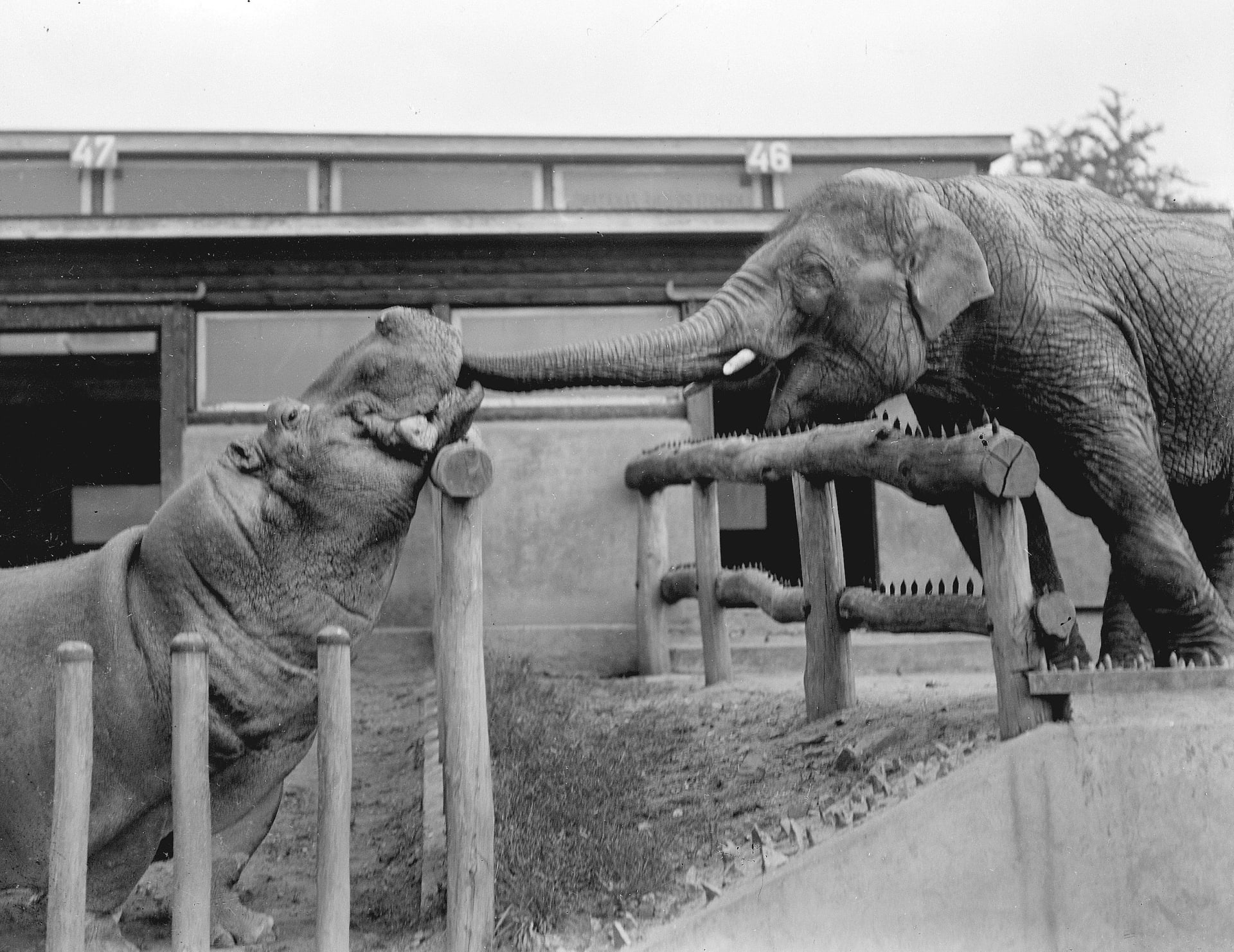 Slůně Baby s hrochem Petrem. (zdroj: archiv Zoo Praha)