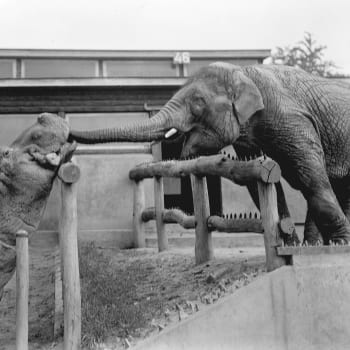 Slůně Baby s hrochem Petrem. (zdroj: archiv Zoo Praha)