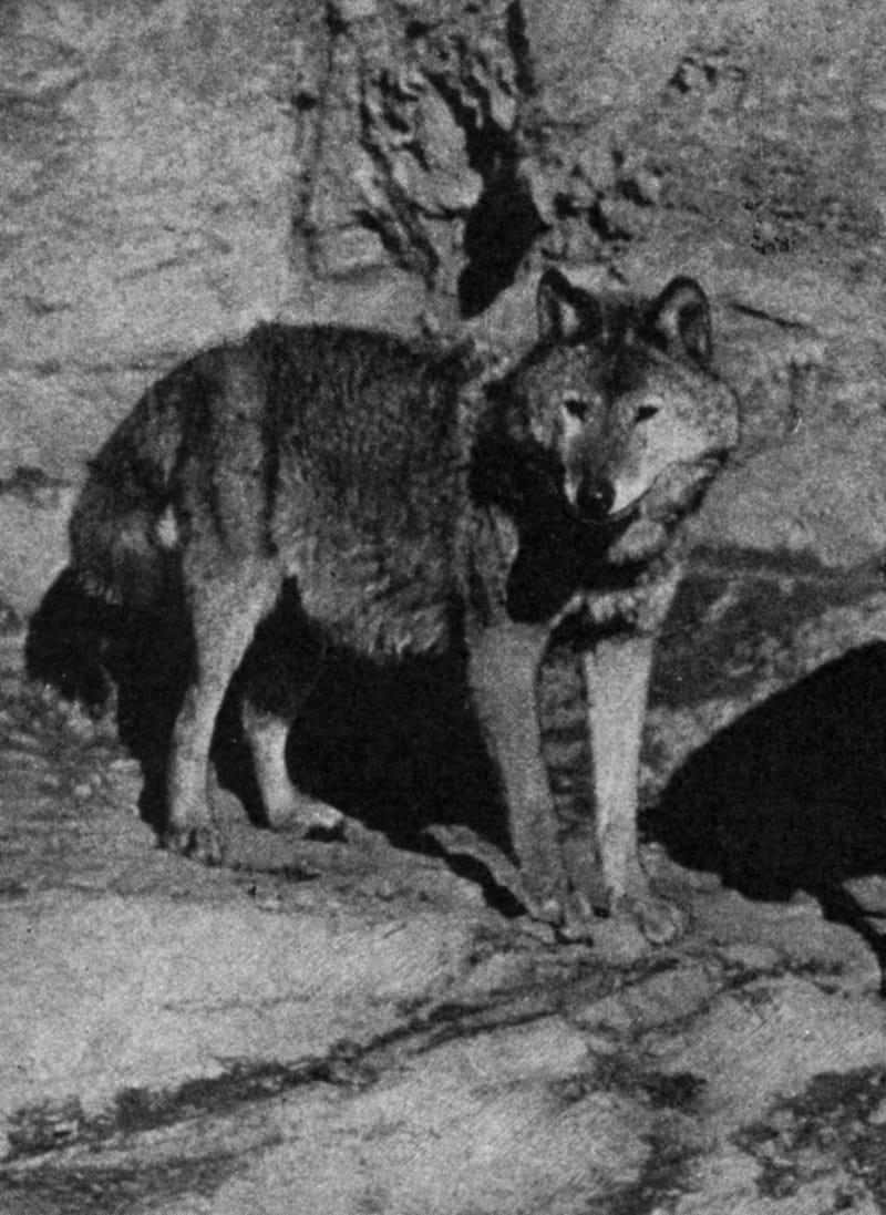Vlčice Lotta byla prvním zvířetem umístěným v Zoo Praha. (zdroj: archiv Zoo Praha)