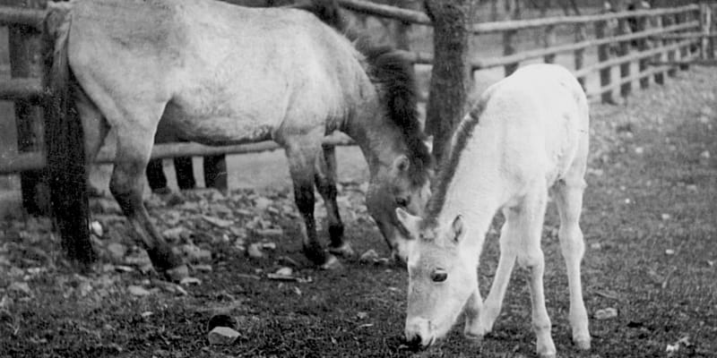 Koně Převalské Minka a Heluš. Právě toto zvíře se stalo znakem pražské zoo. (zdroj: archiv Zoo Praha)