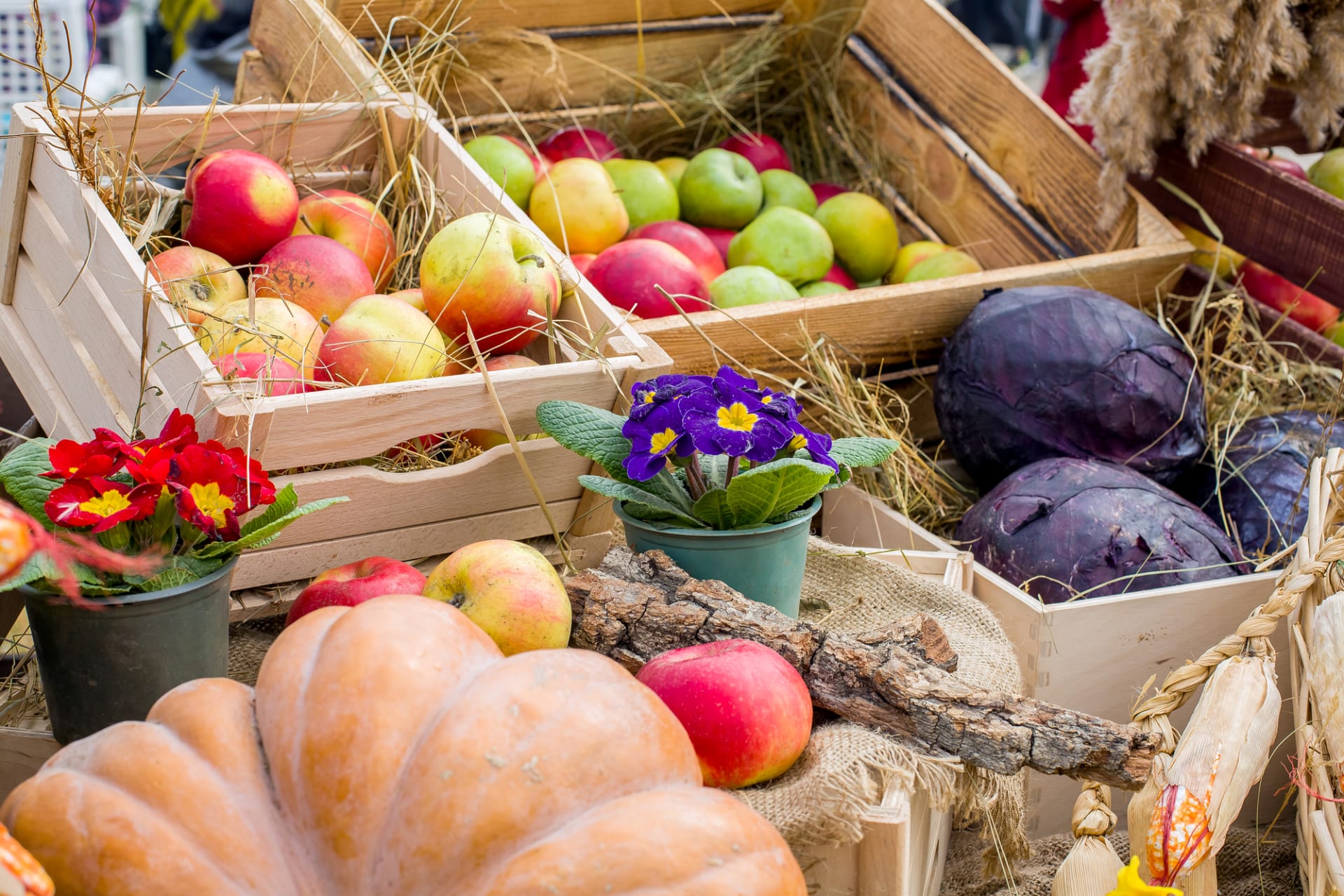 Jablečné festivaly tradičně soutěží i o nejkrásnější a nejchutnější jablko roku