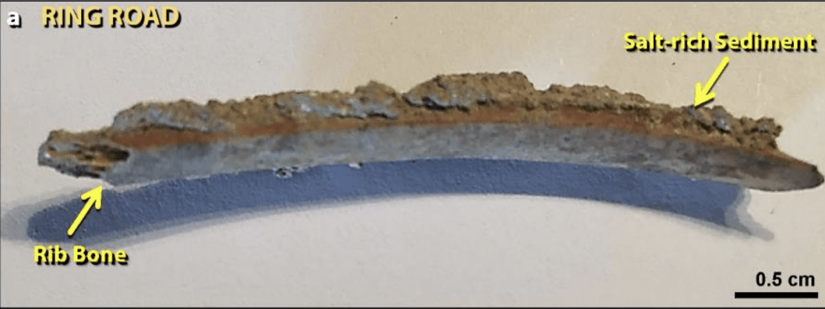 Nalezená žeberní kost s akumulací soli z oblasti Tall el Hammam