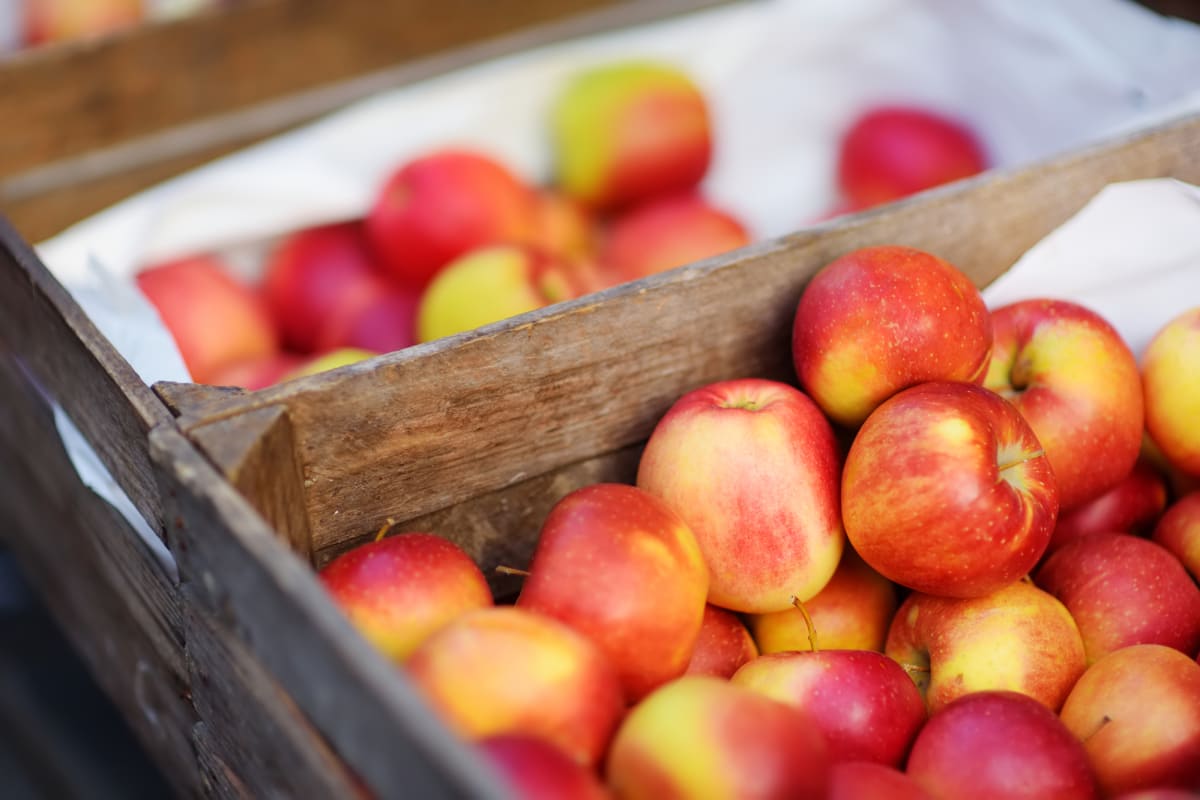 Slavnosti jablek patří k tradičním českým akcím, kde se regionální pěstitelé mohou pochlubit svými výpěstky, které můžete ochutnat.