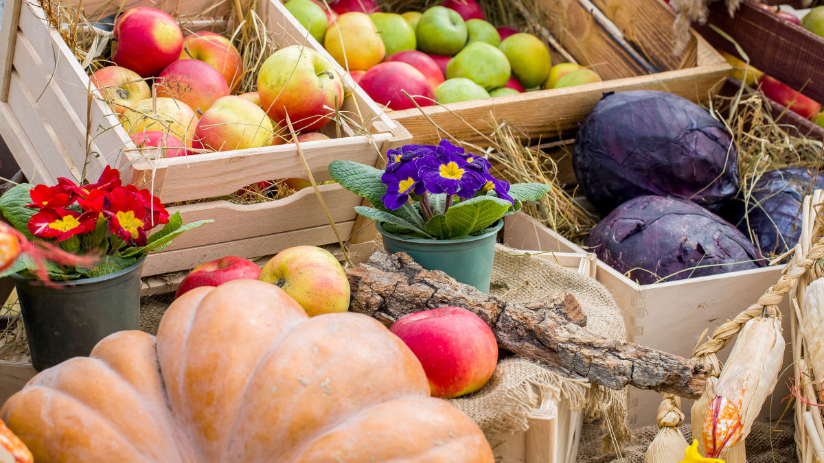 Jablečné festivaly tradičně soutěží i o nejkrásnější a nejchutnější jablko roku