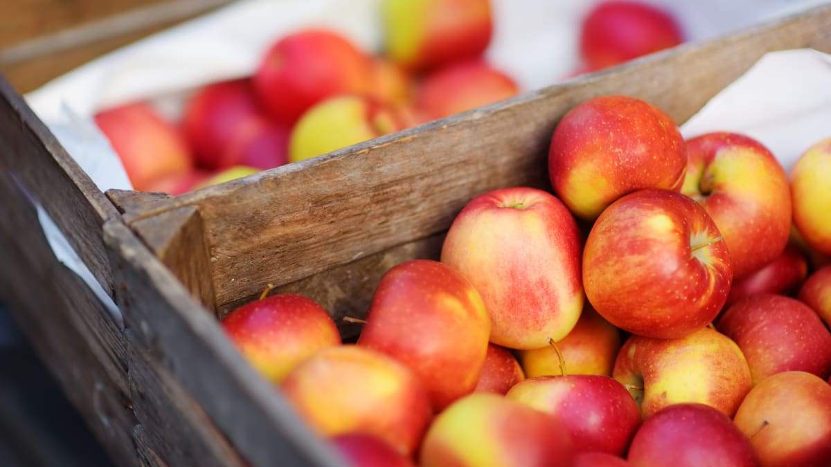 Slavnosti jablek patří k tradičním českým akcím, kde se regionální pěstitelé mohou pochlubit svými výpěstky, které můžete ochutnat.