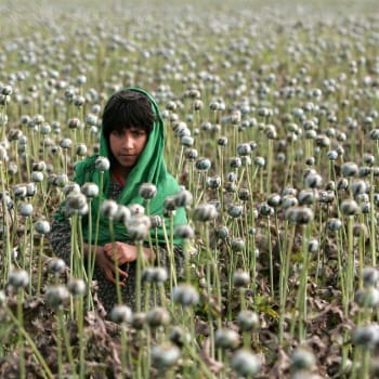 Dítě na opiové plantáži