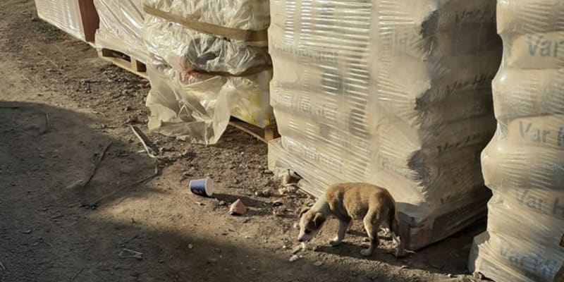 Osud psů a především štěňat je v Rumunsku krutý, ale naštěstí existují i na místě záchranáři, kteří pomáhají