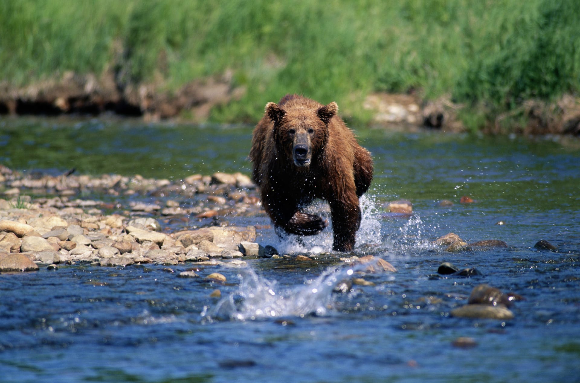 Medvěd lovící kořist v řece. 