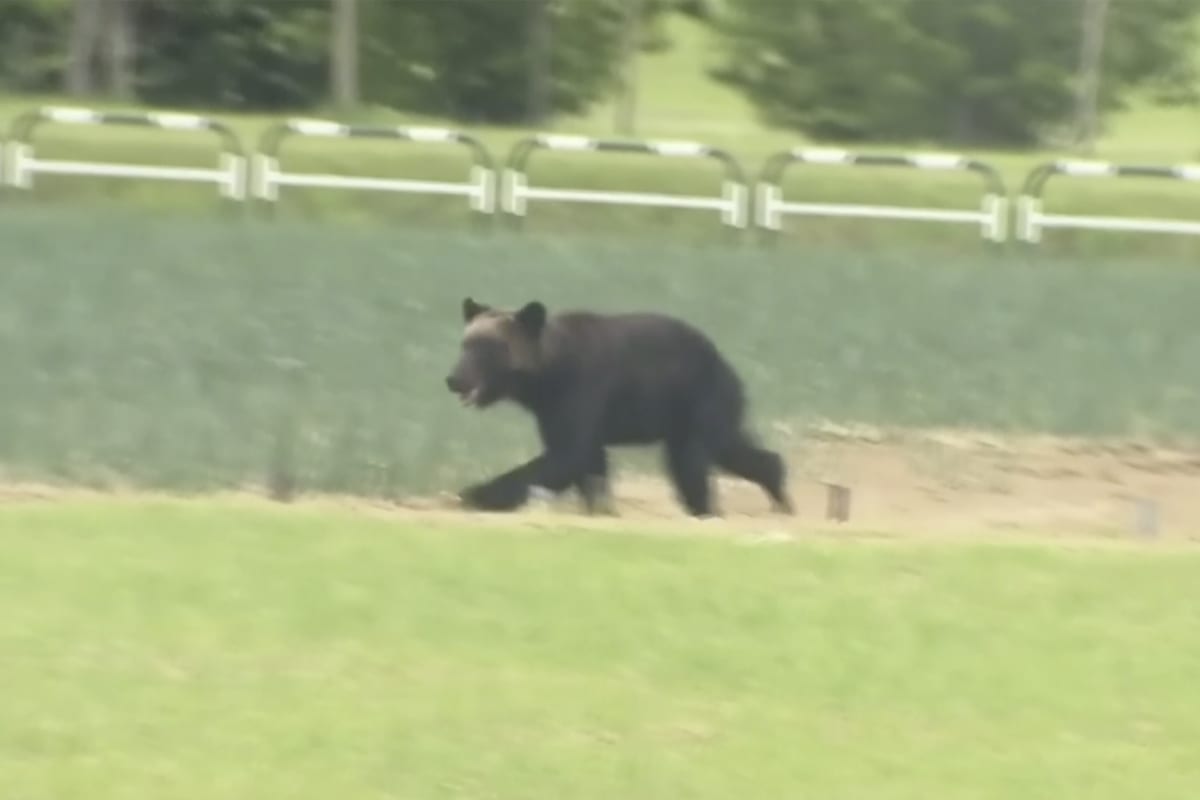 Snímek medvěda zachyceného na videu poblíž vojenská základny na severu Japonska. 