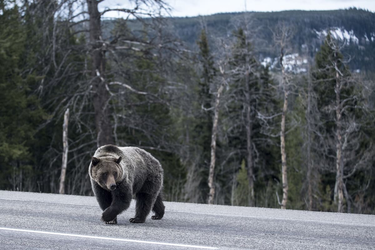 Medvědi v Japonsku se stále více objevují mimo svá teritoria, například na silnicích. 