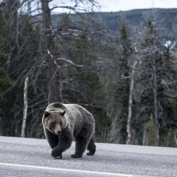 Medvěd na silnici