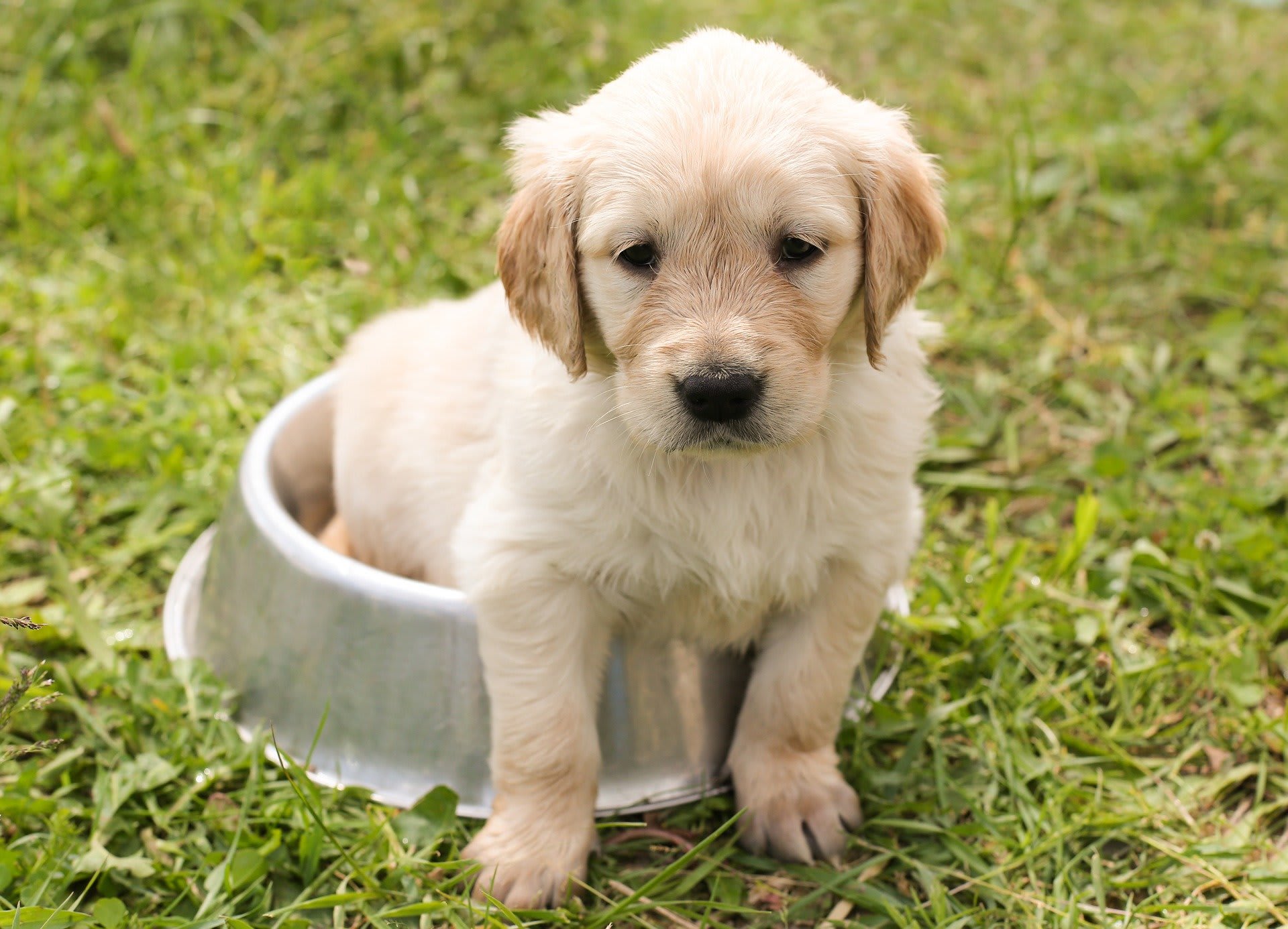 Potrava pro štěně a dospělého psa nebo seniora se liší. Foto: Pixabay.com