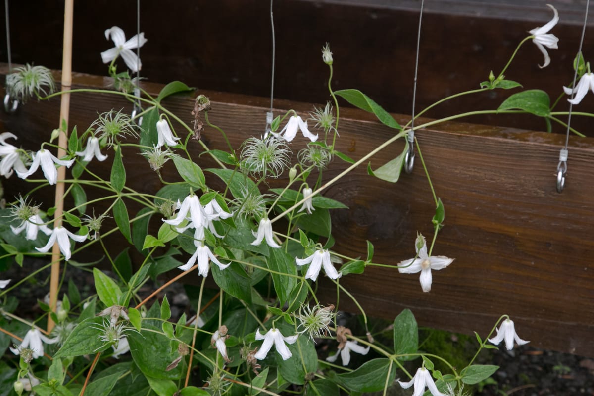 Clematis integrifolia Gazelle má drobné bílé zvonečkové květy