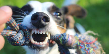 Péče o zuby u psů a koček: Zanedbání prevence může ohrozit život zvířete