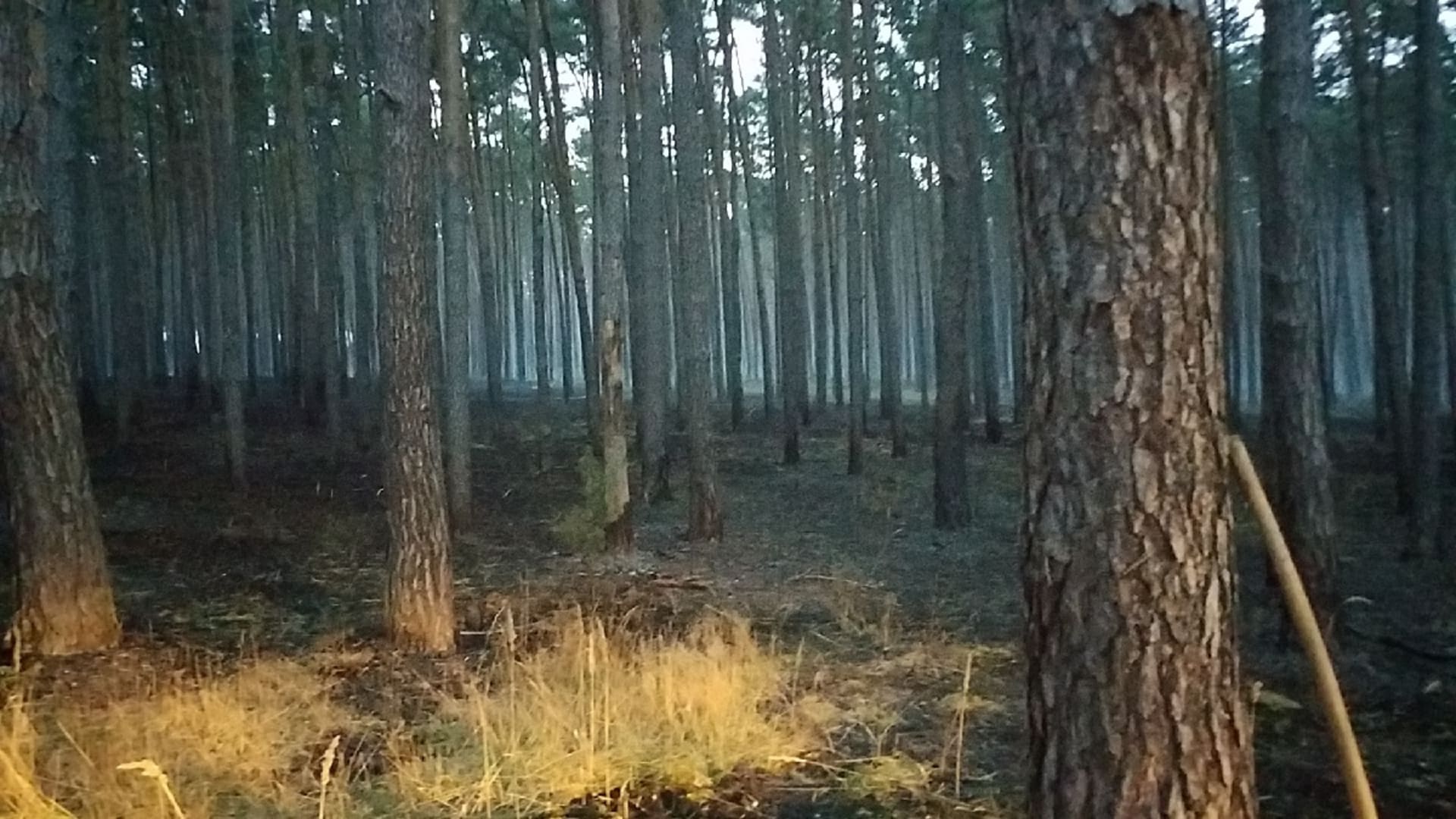 Hasiči likvidovali v noci z úterý na středu požár lesa u Bzence na Hodonínsku, který zkomplikoval vítr.