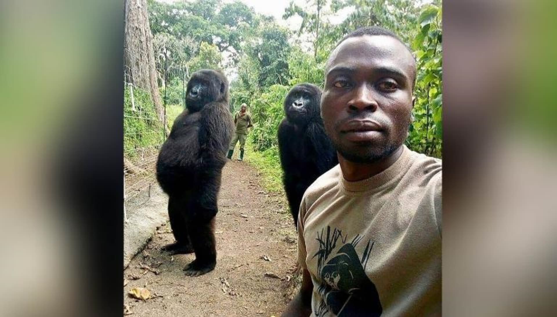 Fotka, která proslavila gorilu Ndakasi (Národní park Virunga).