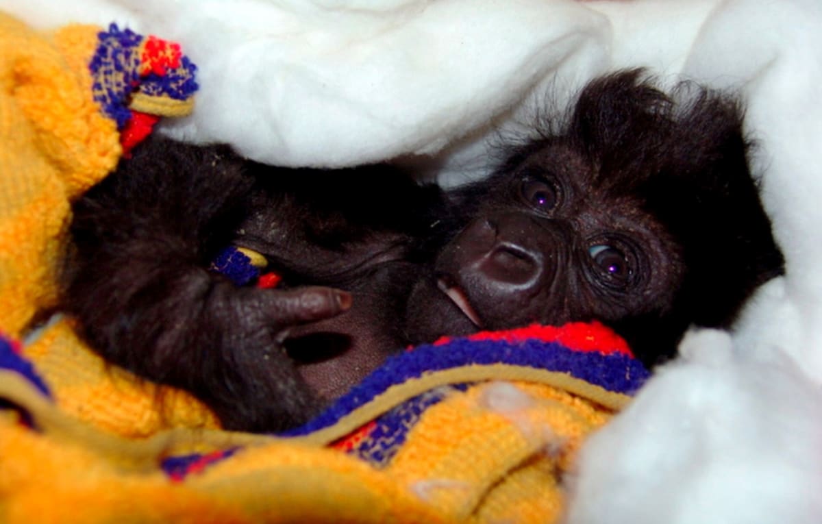 Když v roce 2007 našli Ndakasi u těla zastřelené matky, byly malé gorile teprve dva měsíce.