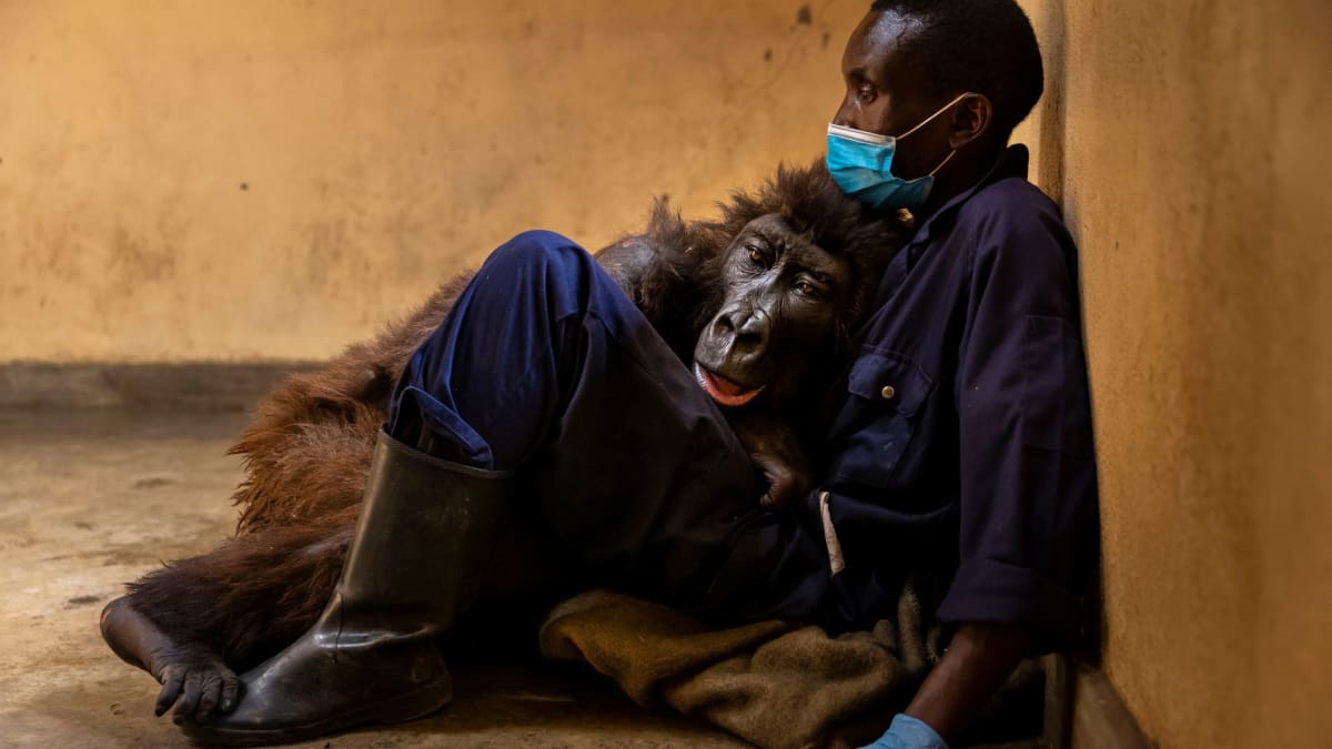 Ndakasi se svým ošetřovatelem Baumou několik dnů před svou smrtí (Národní park Virunga)