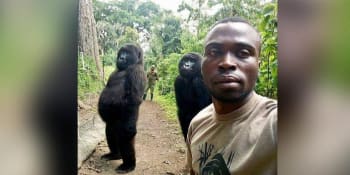 Zemřela gorila ze slavného selfie. Naposledy vydechla v náručí celoživotního přítele