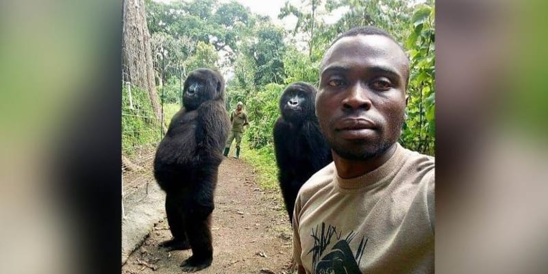 Fotka, která proslavila gorilu Ndakasi (Národní park Virunga).