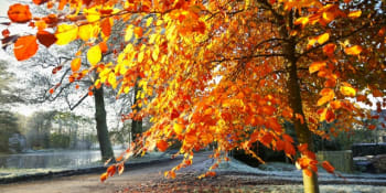Proč se stromy na podzim barví? Odborníci vysvětlili, co může za červené či žluté listí