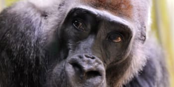 Ve dvorské zoo zemřela nejdéle žijící gorila v Česku. Tadao se dožil padesáti let