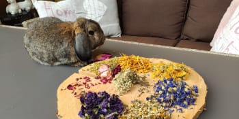 Zakrslý králík: Náročný mazlíček, který doplácí na zažité mýty