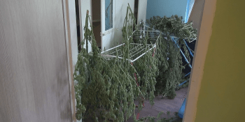Dealer ukrýval ve skleníku desítky kilogramů marihuany. Kolem nastražil nebezpečné pasti