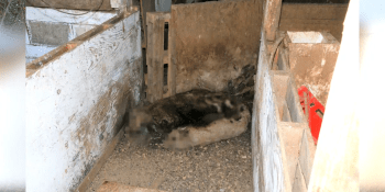 Na Náchodsku majitel utýral desítky zvířat. Jako v koncentráku, žasl tamní starosta