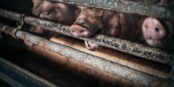 Svědectví: Pravda o životě zvířat ve velkochovech, která měla zůstat skryta