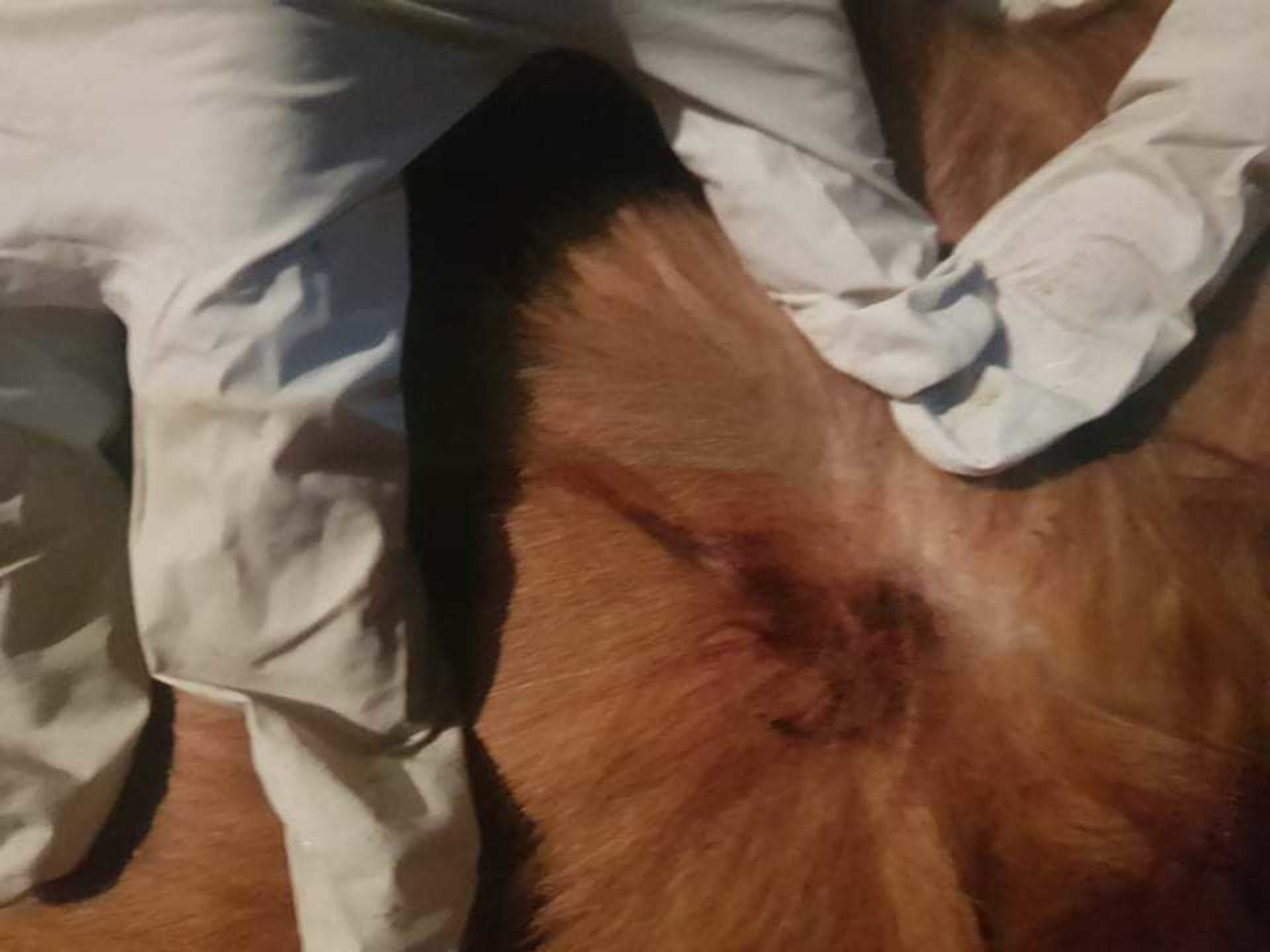 Mrtvého psa na ulici našli sousedé. Majitel psa poté pořídil fotografie místa, kudy měl projektil vniknout do těla. Policii to ale jako důkaz nestačí.