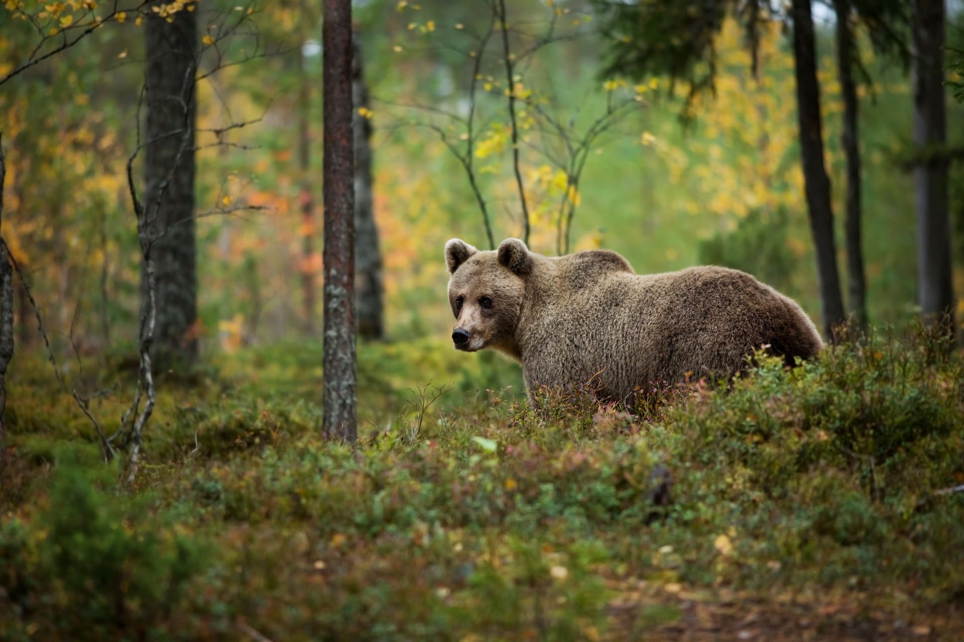 Medvěd hnědý ve Finsku