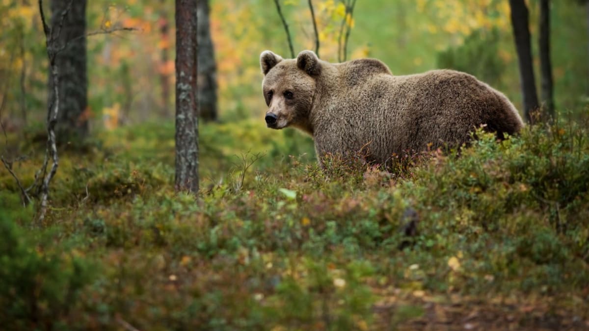 Muž v Tatrách si chtěl udělat selfie s medvědem. (Ilustrační foto)