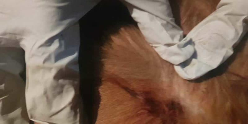 Mrtvého psa na ulici našli sousedé. Majitel psa poté pořídil fotografie místa, kudy měl projektil vniknout do těla. Policii to ale jako důkaz nestačí.