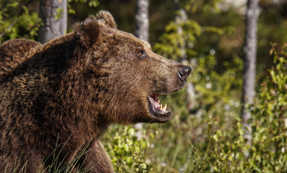 Na ruského boxera Ijlu Medveděva zaútočil medvěd. Zvíře zvládl zabít. (Ilustrační fotografie)