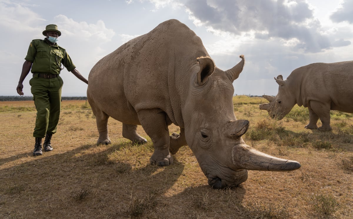 Samice nosorožce bílého severního Nájin už není schopná vzhledem k vyššímu věku poskytovat další vajíčka. Mohla by ale mít roli chůvy pro potenciální mládě.