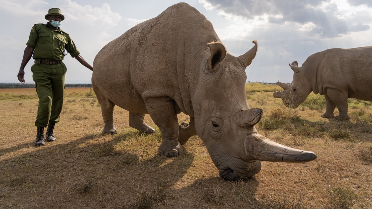 Samice nosorožce bílého severního Nájin už není schopná vzhledem k vyššímu věku poskytovat další vajíčka. Mohla by ale mít roli chůvy pro potenciální mládě.
