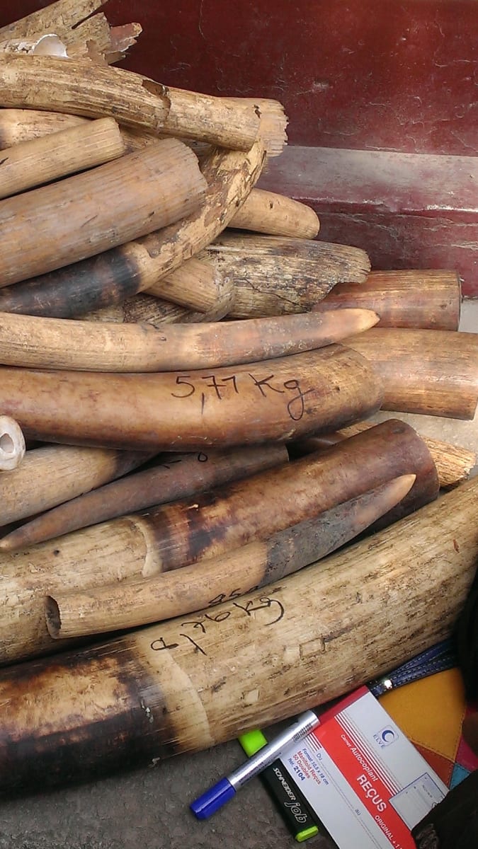 Sloní kly představují jeden z nejčastěji zabavovaných artiklů na černém trhu.