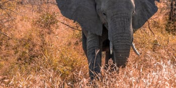 Evoluce v přímém přenosu: Kvůli pytlákům slonům přestávají růst kly