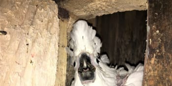 Zoo Bošovice zachránila nechtěné papoušky kakadu: Zamilovali se a stali se rodiči