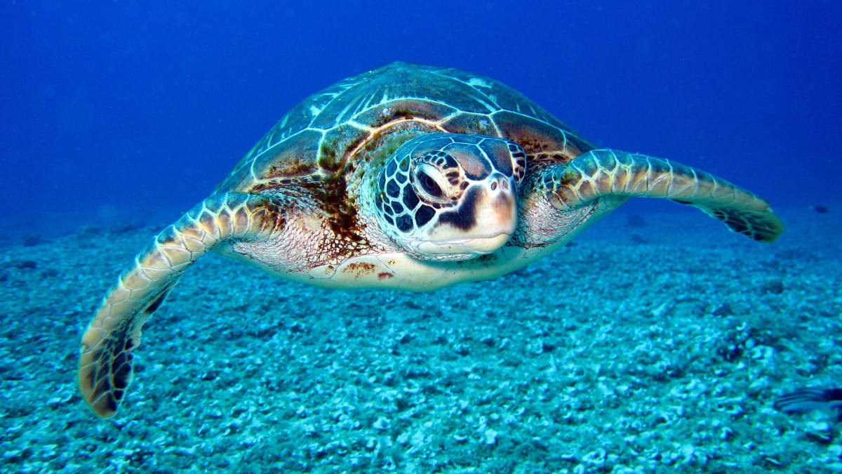 Želvy ve velké míře ohrožuje především rybolov.