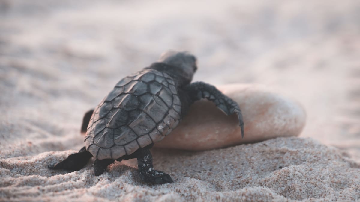 Na tři stovky mrtvých želv byly objeveny na mexické pláži.