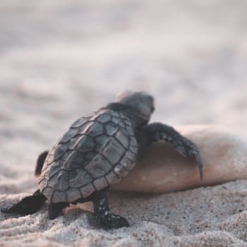 Na tři stovky mrtvých želv byly objeveny na mexické pláži.