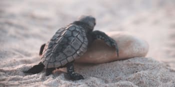 Mexické moře vydalo stovky mrtvých želv. Nelegální rybolov ohrožuje jejich populaci
