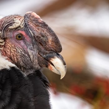 Kalifornský kondor je kriticky ohroženým druhem.