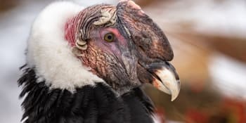 Revoluční objev. Samice dravých kondorů se dokážou rozmnožovat i bez oplodnění samcem