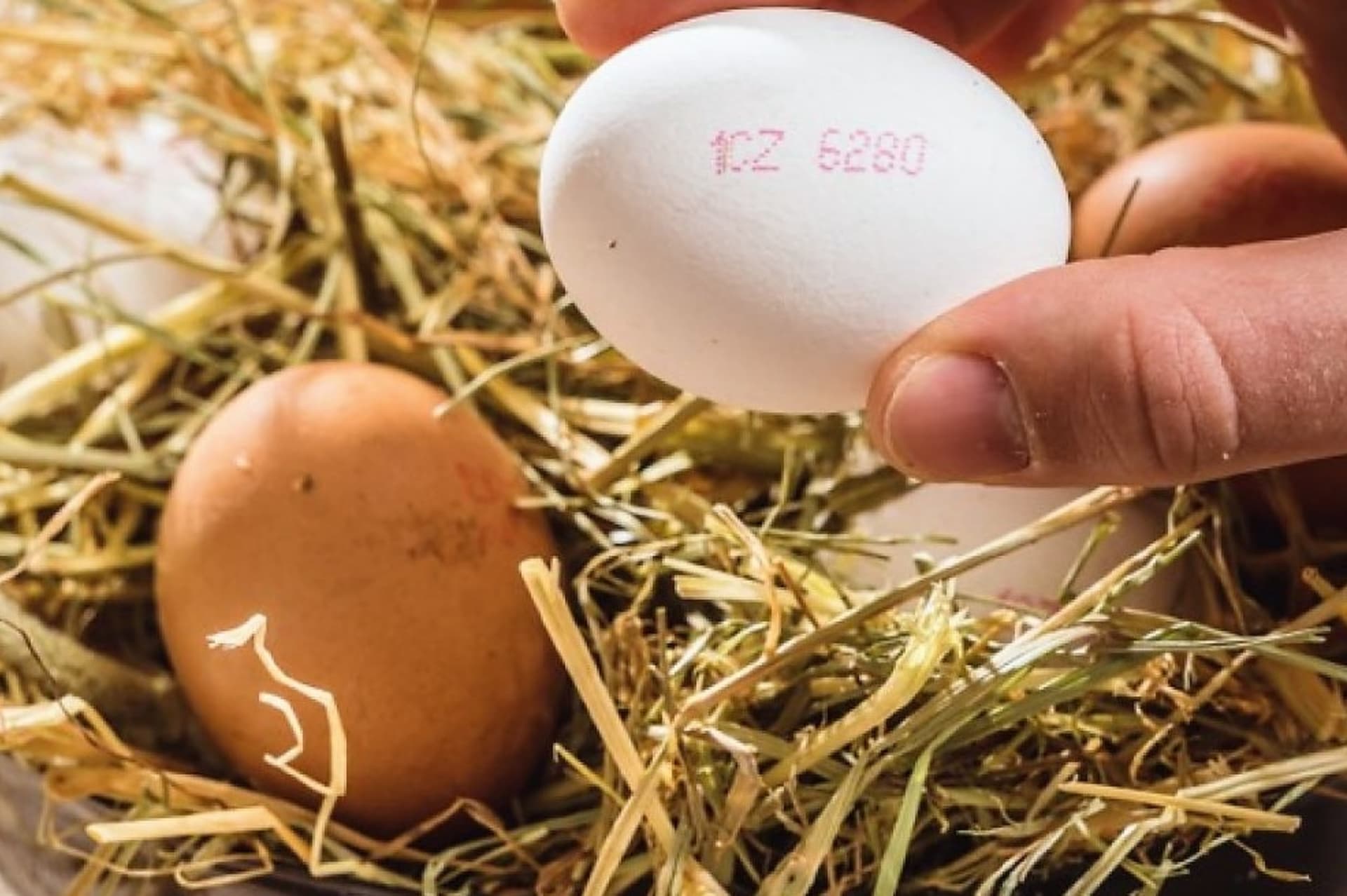 Původ vajec je uveden v kódu přímo na vejci. Tato informace by měla být vysvětlena na balení, často na vnitřní straně víčka.