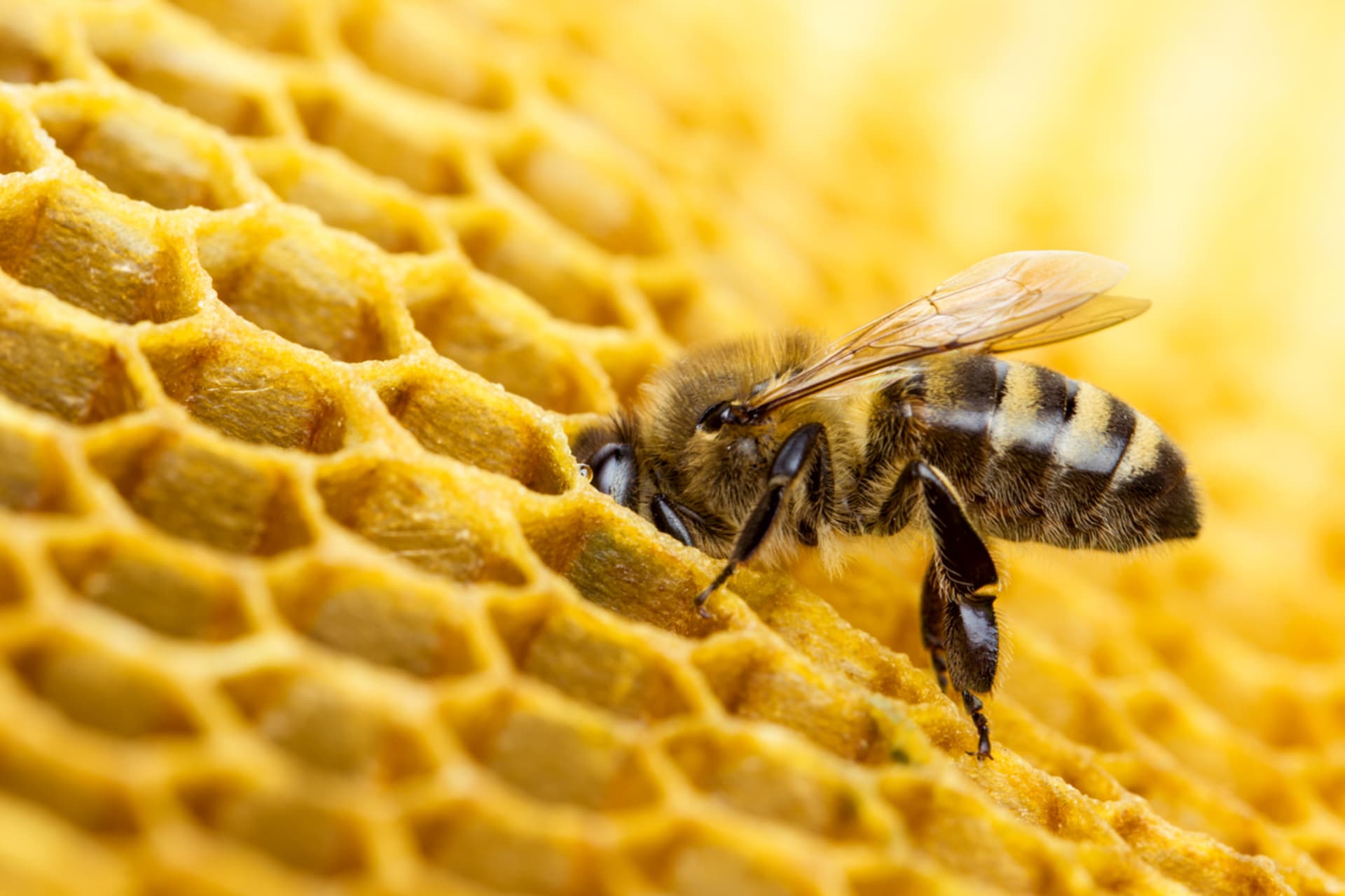 Včelí plástve jsou jedinečné dílo, krásné i na pohled